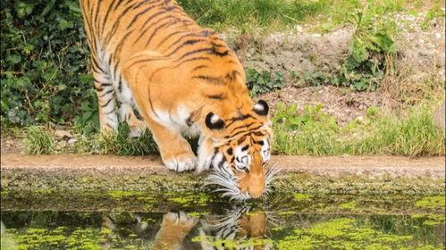 网红明星 第4页