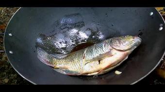 鱼咬架视频,揭秘鱼儿间的“咬架”大战