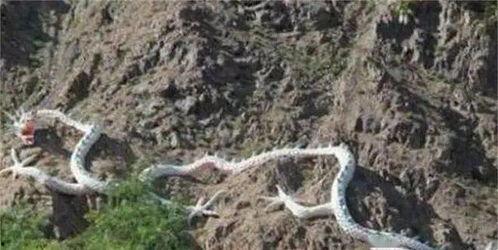 食人花吃人视频真实,食人花捕食真相，真实食人花吃人视频曝光